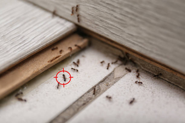 Best Mosquito Control Services  in Frisco City, AL