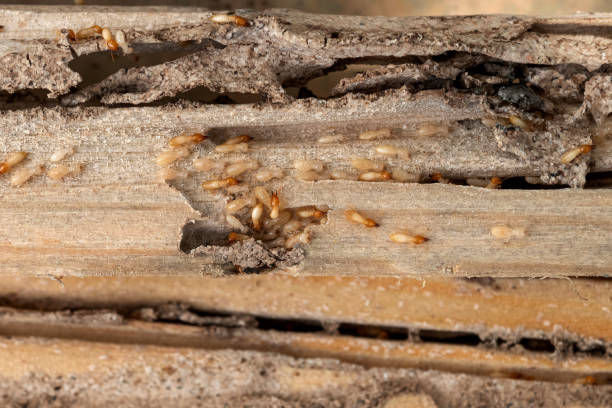 Best Pest Control Treatment  in Frisco City, AL